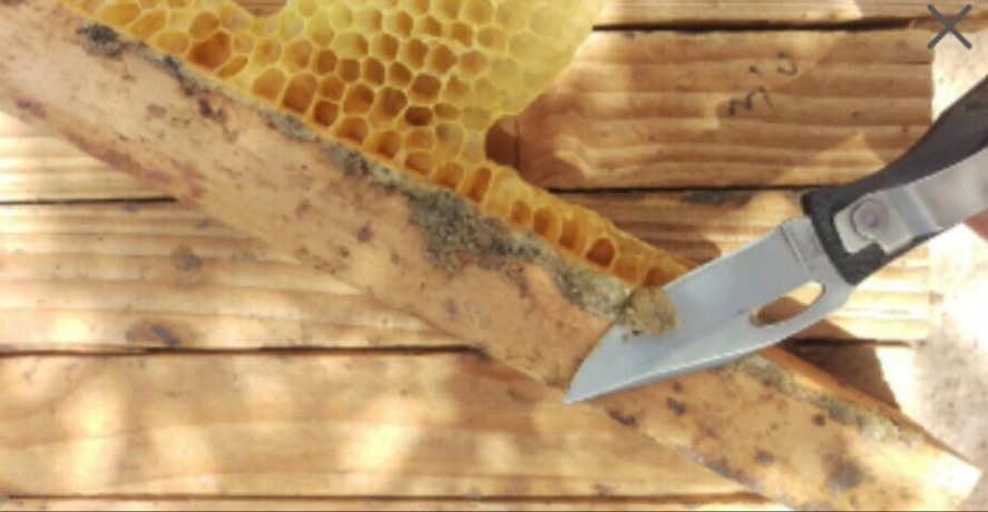 Carmona Propolis Salve